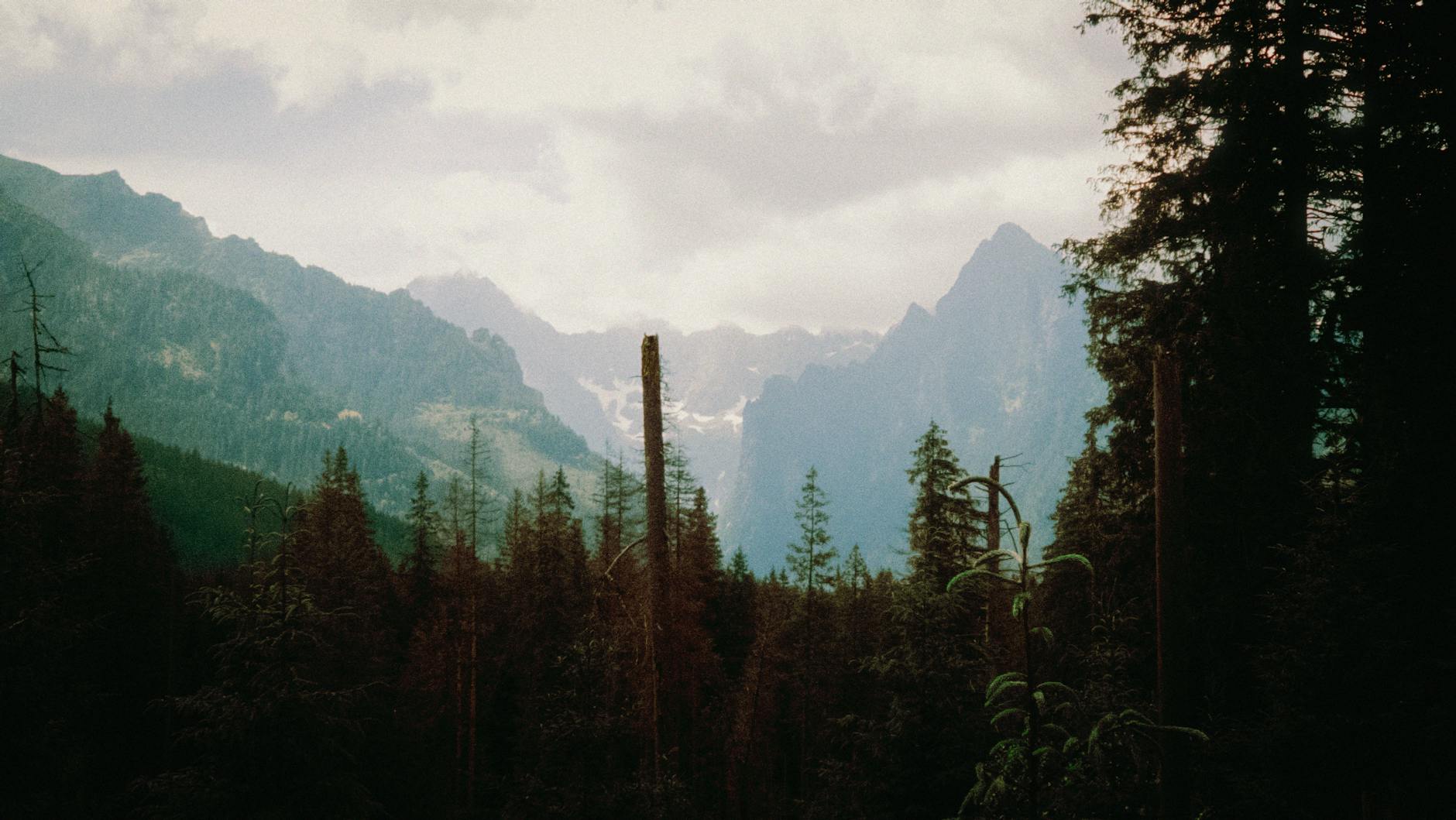 Wysokie Tatry zalesione u podnóża, widok na skaliste turnie